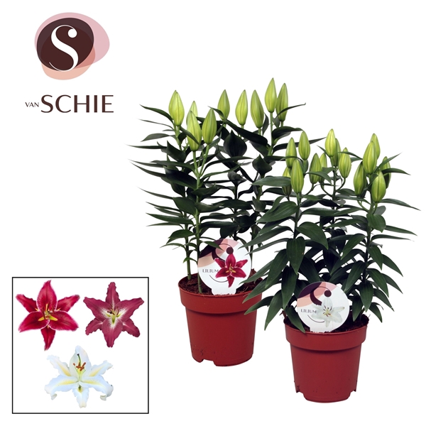 <h4>Lilium Oriental Mix 17cm</h4>