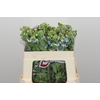 Oxypetalum Tweedia Blue