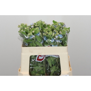 Oxypetalum Tweedia Blue