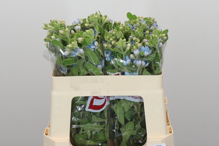 <h4>Oxypetalum Tweedia Blue</h4>