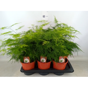 Asparagus setaceus