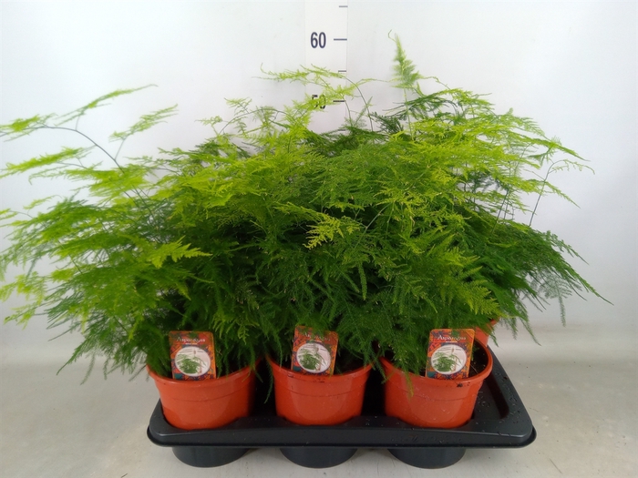 <h4>Asparagus setaceus</h4>