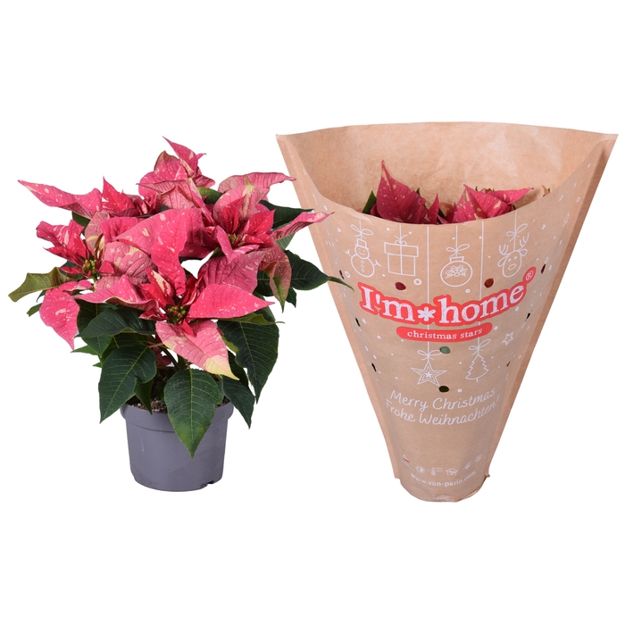 <h4>Euphorbia Glitter roze/wit Papier I'm home hoes</h4>