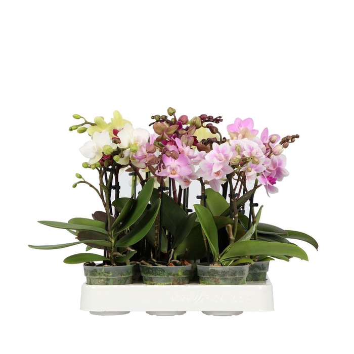 Phal Mini Mix 1-2 Spike