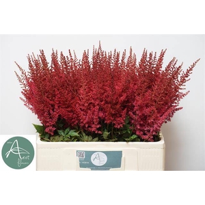 ASTIL AR PAUL GAARDE