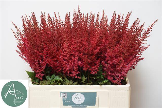 <h4>ASTIL AR PAUL GAARDE</h4>