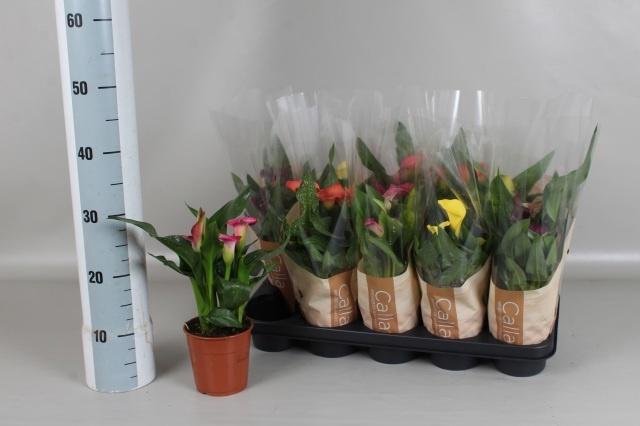 <h4>ZANT GEM 5 KL</h4>