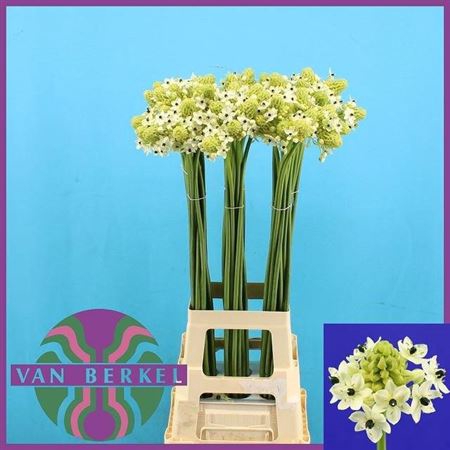 <h4>Ornit Saundersiae 90cm</h4>