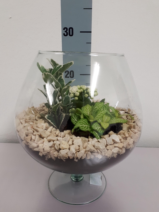 <h4>Cognac middel</h4>