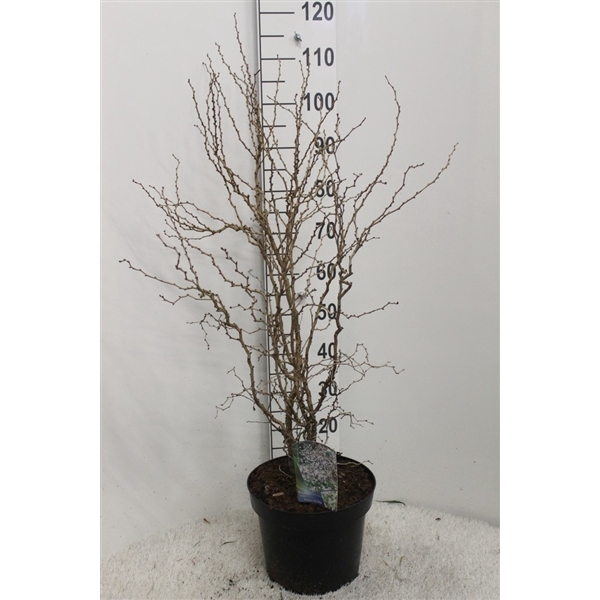 <h4>Prunus incisa 'Kojou-no-mai' H110 P29 potgekweekt</h4>