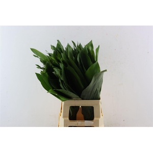 Aspidistra 70cm