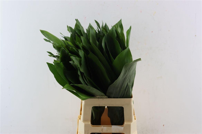 <h4>Aspidistra 70cm</h4>