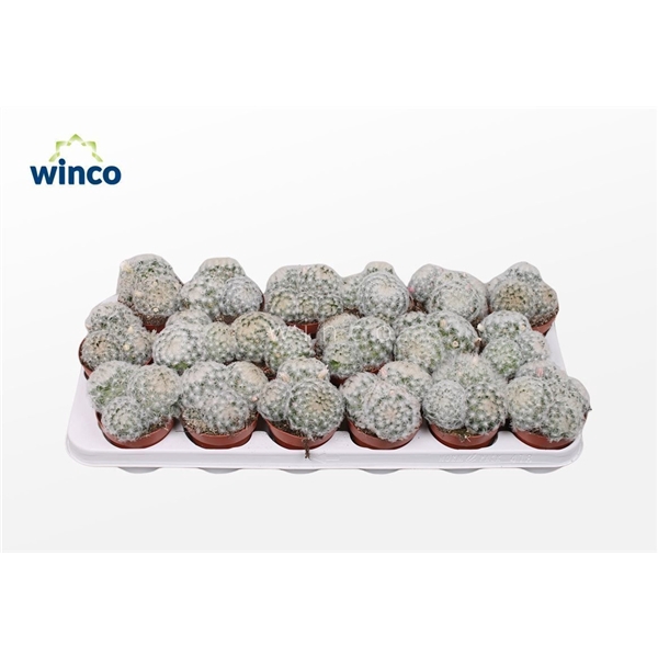 <h4>Mammillaria Plumosa</h4>