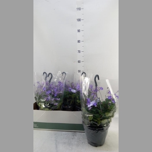 Streptocarpus saxorum