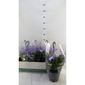Streptocarpus saxorum