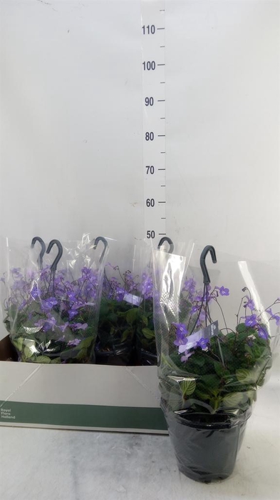 <h4>Streptocarpus saxorum</h4>