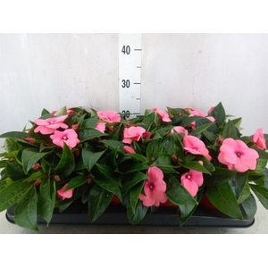 Impatiens NG 'ColPow Salmon'
