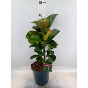 Ficus elastica 'Cloe'