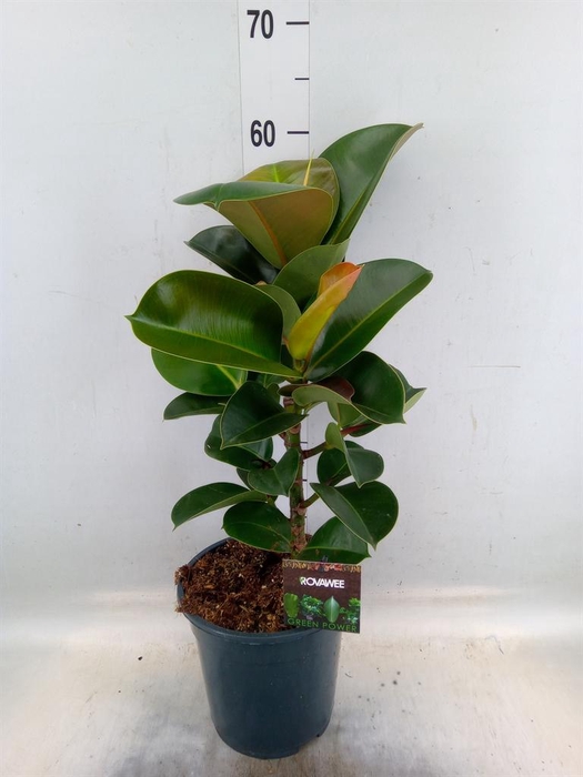 <h4>Ficus elastica 'Cloe'</h4>