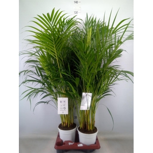 Dypsis lutescens   ...Chrysalidoca