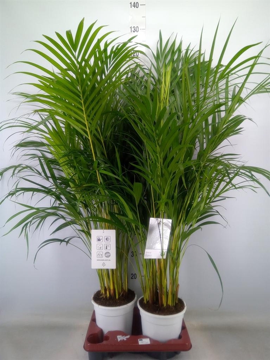 <h4>Dypsis lutescens   ...Chrysalidoca</h4>