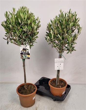 arr8 Olea Europaea