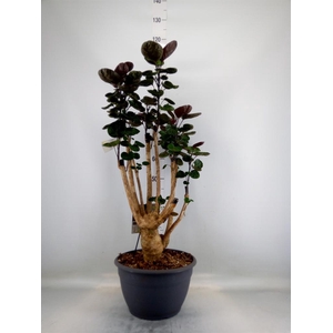 Polyscias scutellaria 'Fabian'