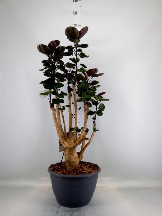 <h4>Polyscias scutellaria 'Fabian'</h4>