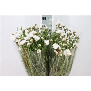 Centouria Korenbloem White