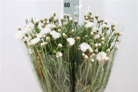 <h4>Centouria Korenbloem White</h4>