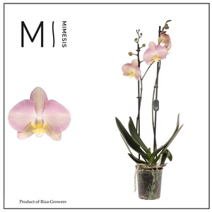 Mimesis Phal. Rainbow - 2 spike 12cm