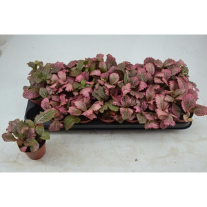FITT V PINK STAR