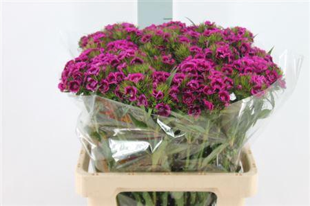 Di Barb Jolly X50 60cm