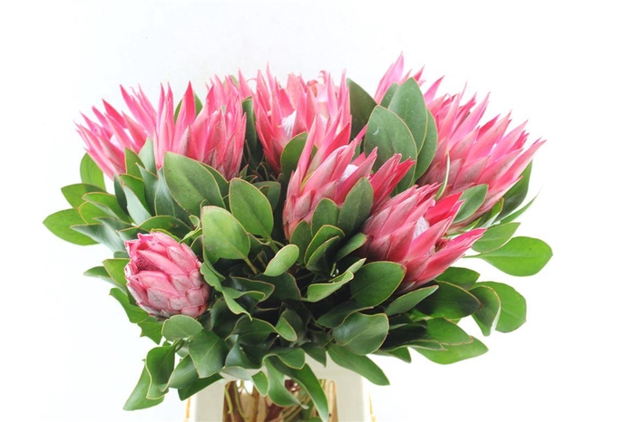 <h4>Protea Cy Madiba</h4>