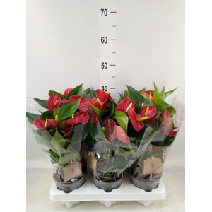 Anthurium  'Diamond Red'