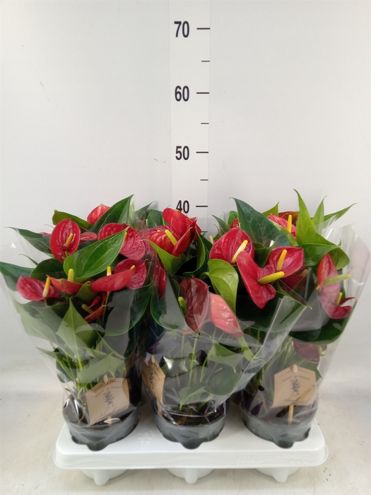 <h4>Anthurium  'Diamond Red'</h4>