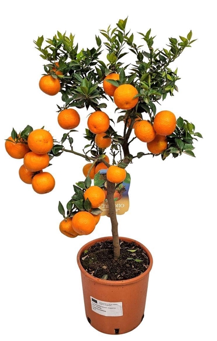<h4>CITR AU CHINOTTO</h4>