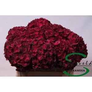 Hydrangea mag dark ruby