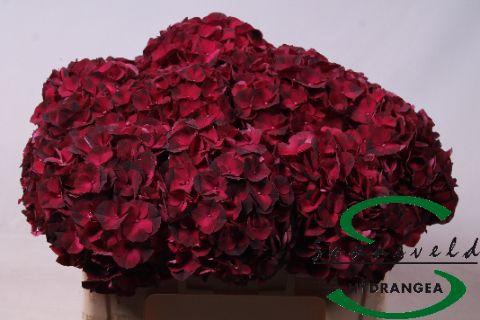 <h4>Hydrangea mag dark ruby</h4>