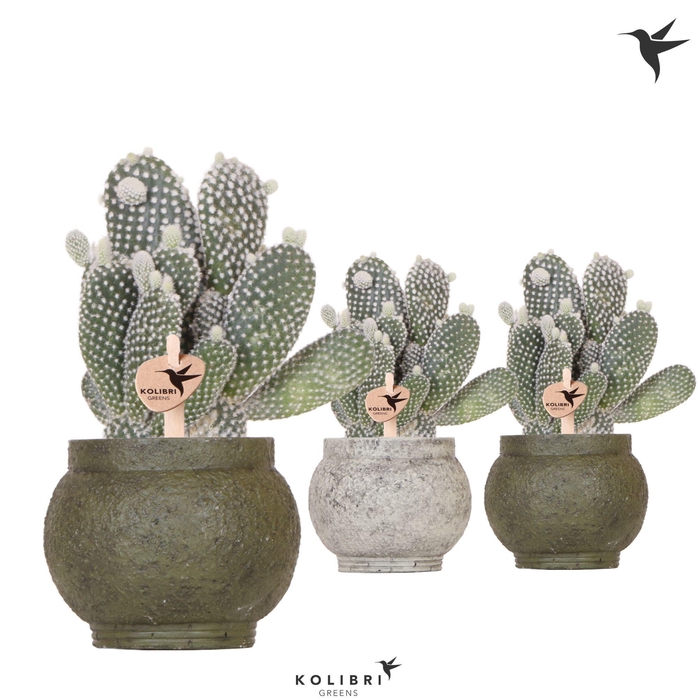 <h4>Kolibri Greens Opuntia white in Ancient pot green</h4>