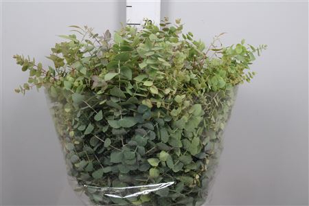 <h4>Euc Stuartiana Autumn Natural</h4>
