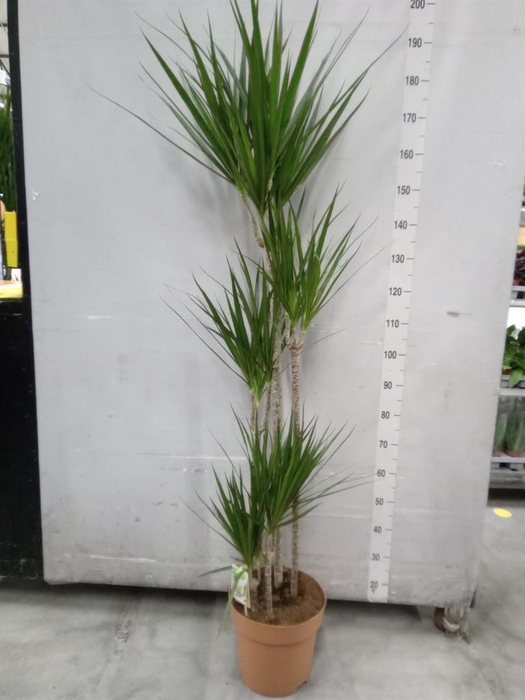 <h4>Dracaena marg.</h4>