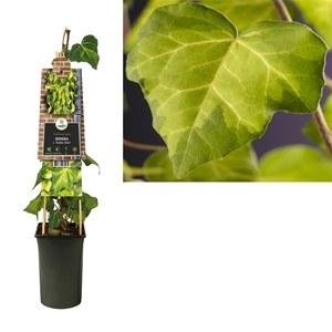 Hedera c. 'Sulphur Heart' +3.0 label