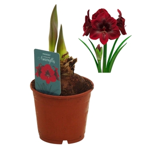 Hippeastrum Premiere regular assortiment