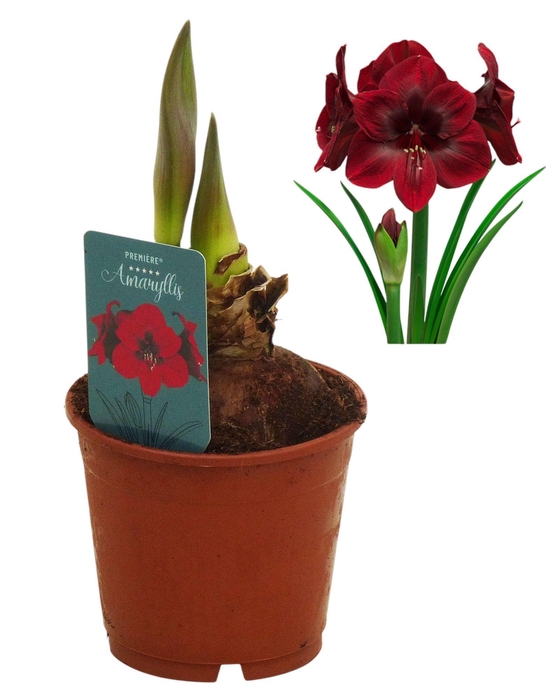 <h4>Hippeastrum Premiere regular assortiment</h4>