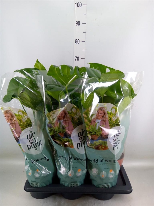 <h4>Monstera delic.</h4>