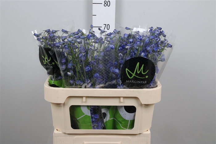 <h4>Delph En Bella An Azur</h4>