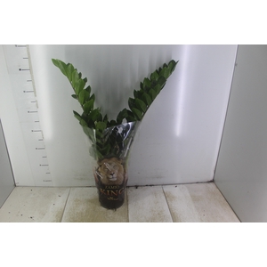 ZAMIOCULCAS P17