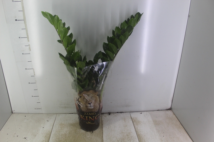 <h4>ZAMIOCULCAS P17</h4>