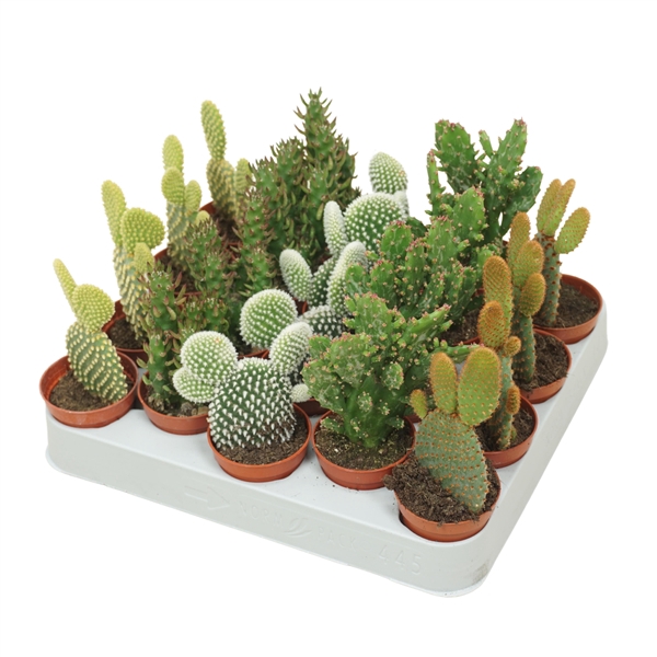 <h4>Opuntia mix 5,5 cm</h4>